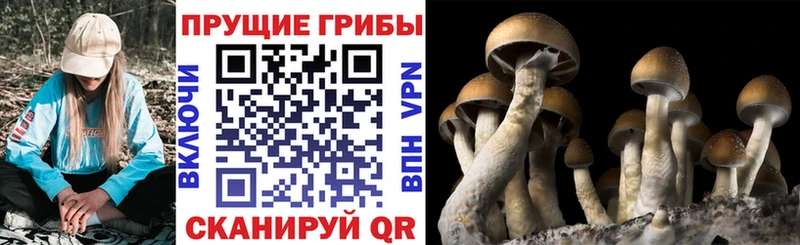 Псилоцибиновые грибы мицелий  маркетплейс Telegram  Ужур 